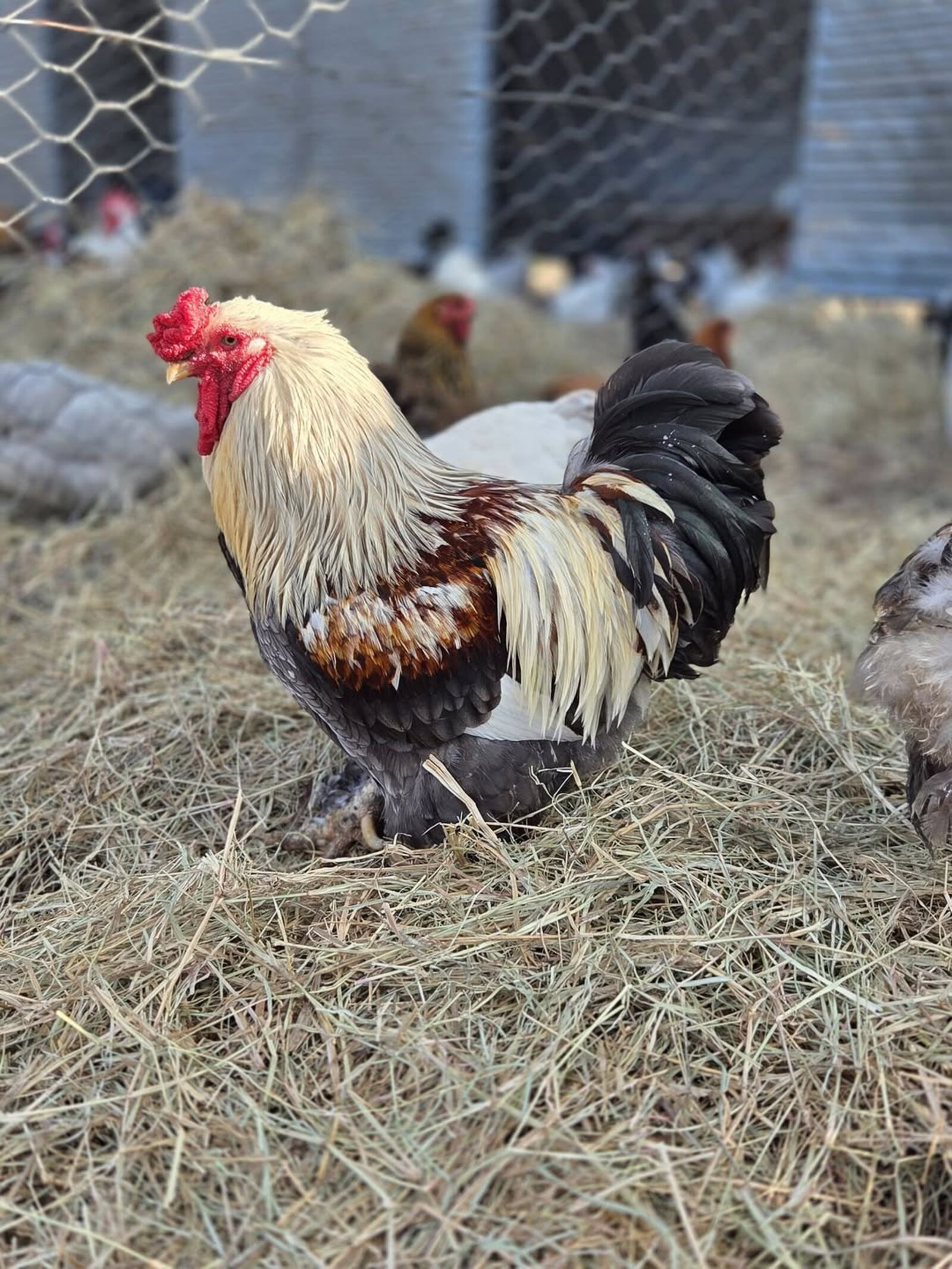 Pure bred chicken at The Crooked Chook