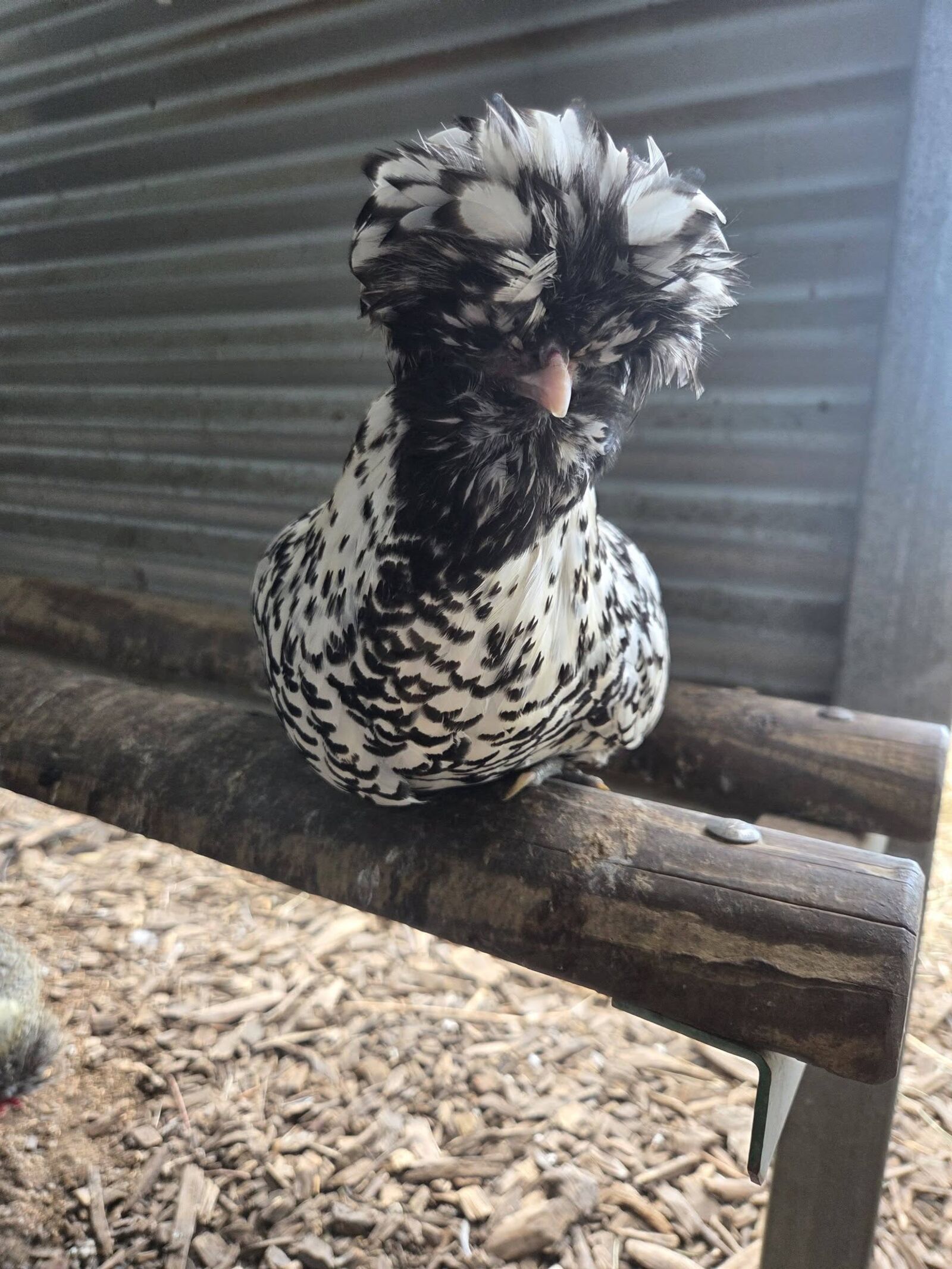 Chickens in the run