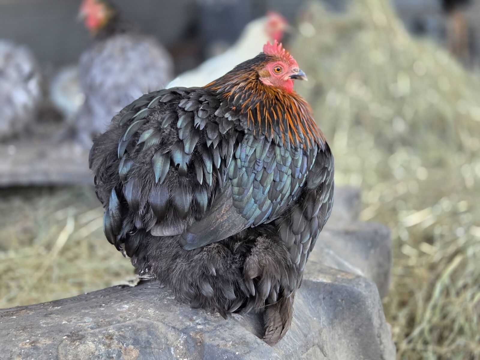 Rooster at The Crooked Chook