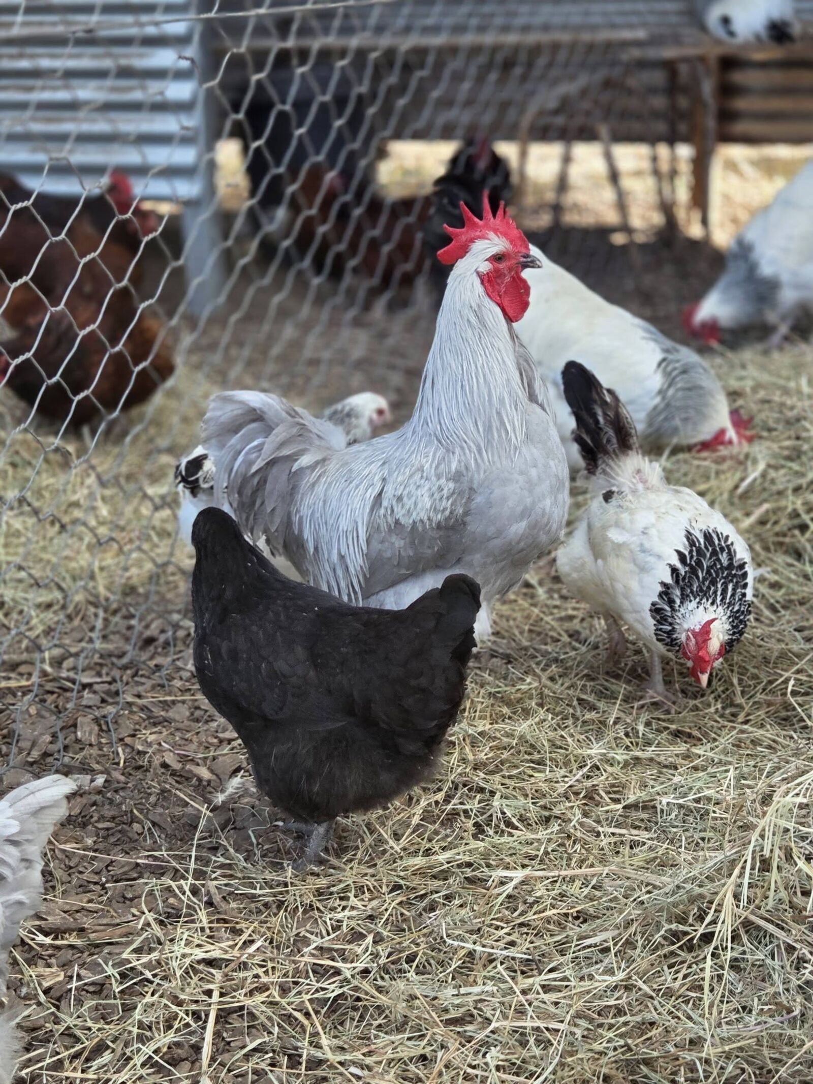 Beautiful feathered chicken