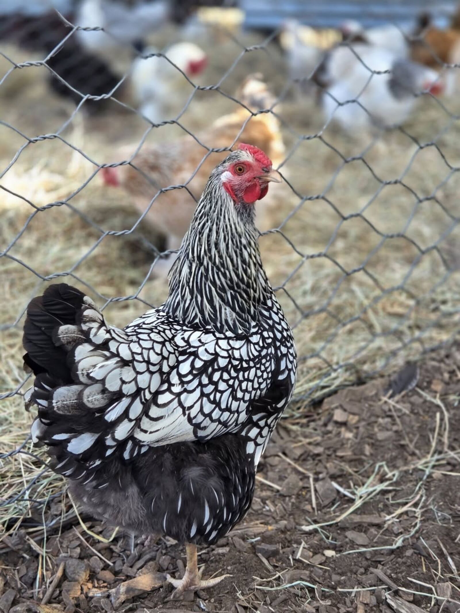 Backyard chicken
