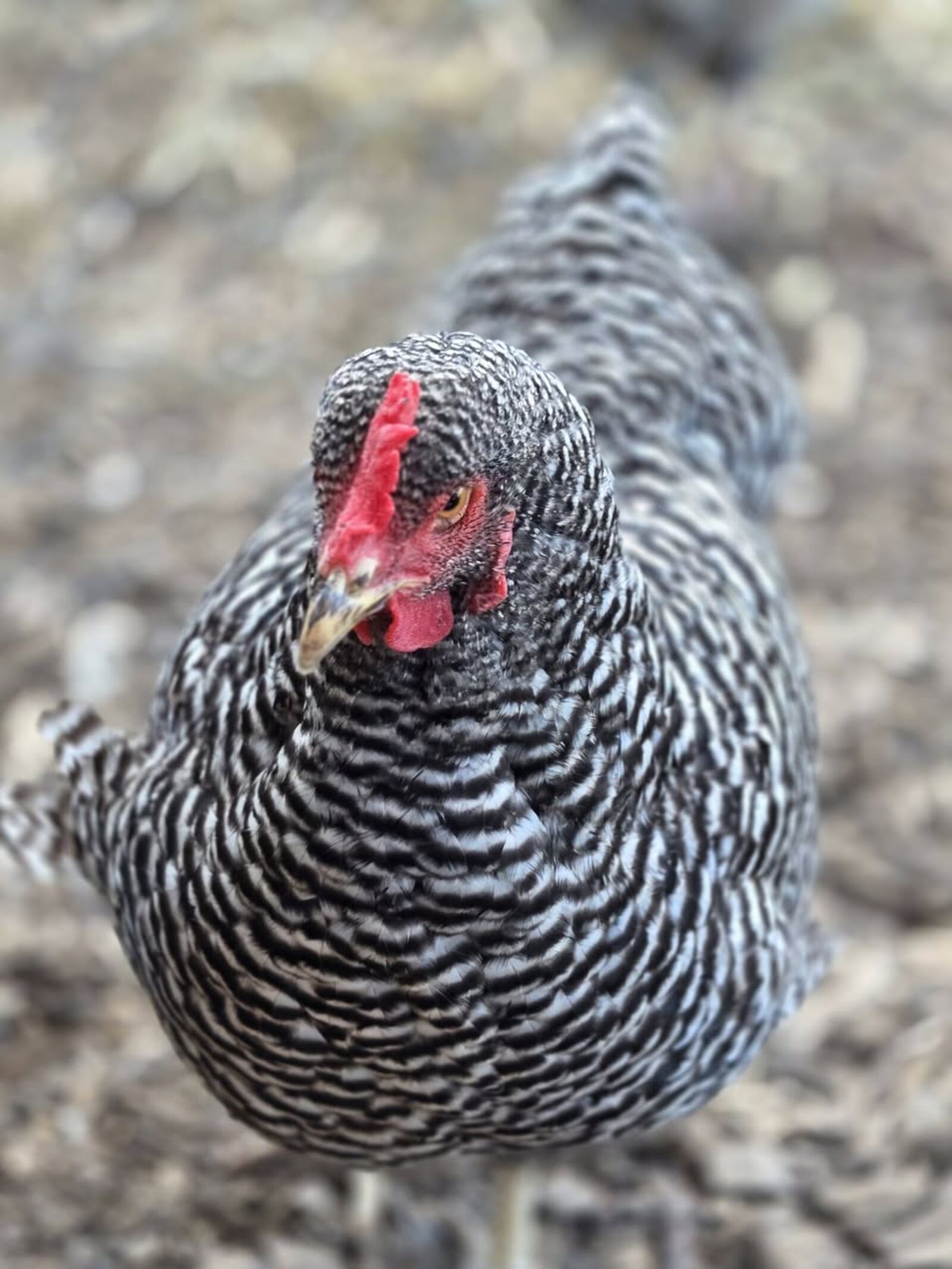 Fluffy crested chicken