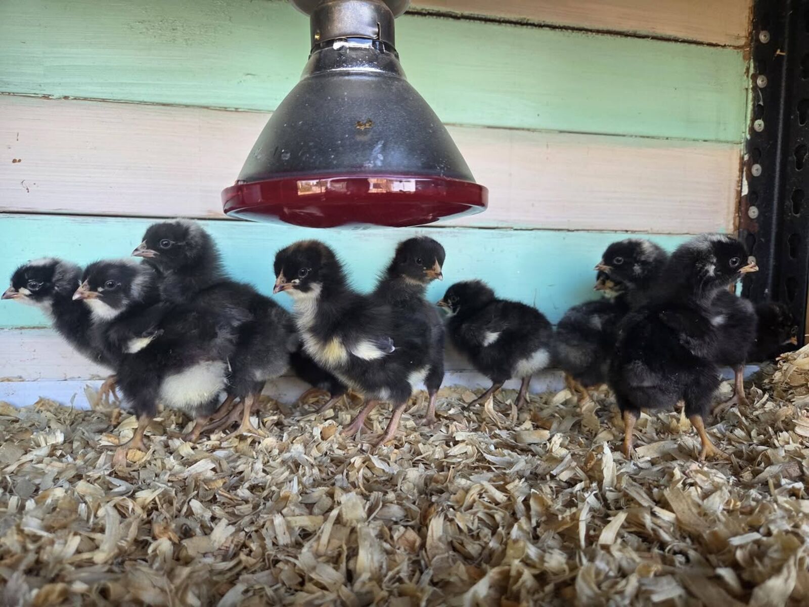 Mixed flock of chickens