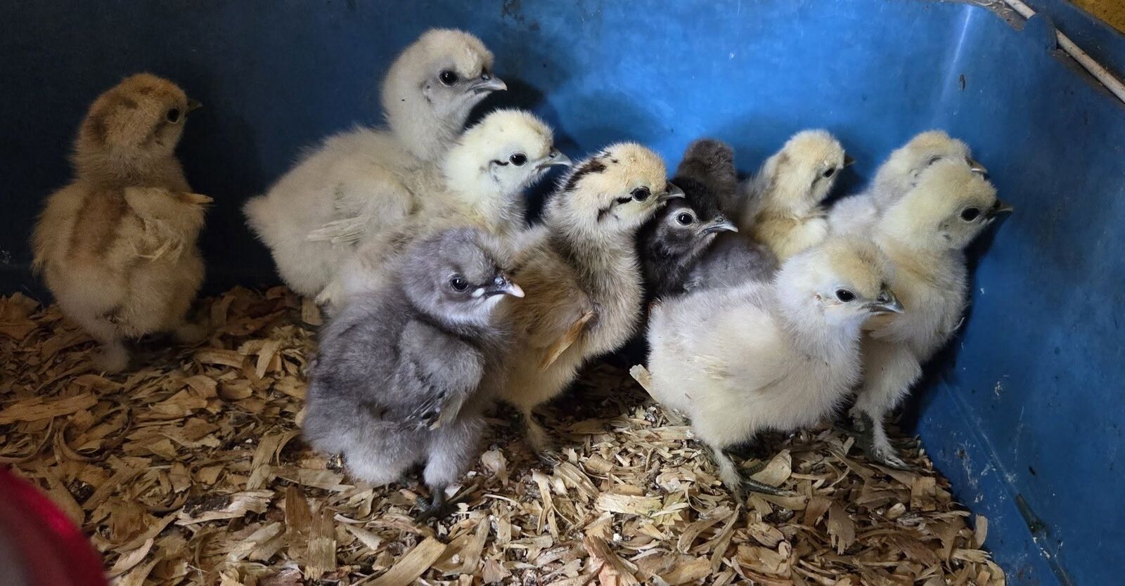 The Crooked Chook chickens