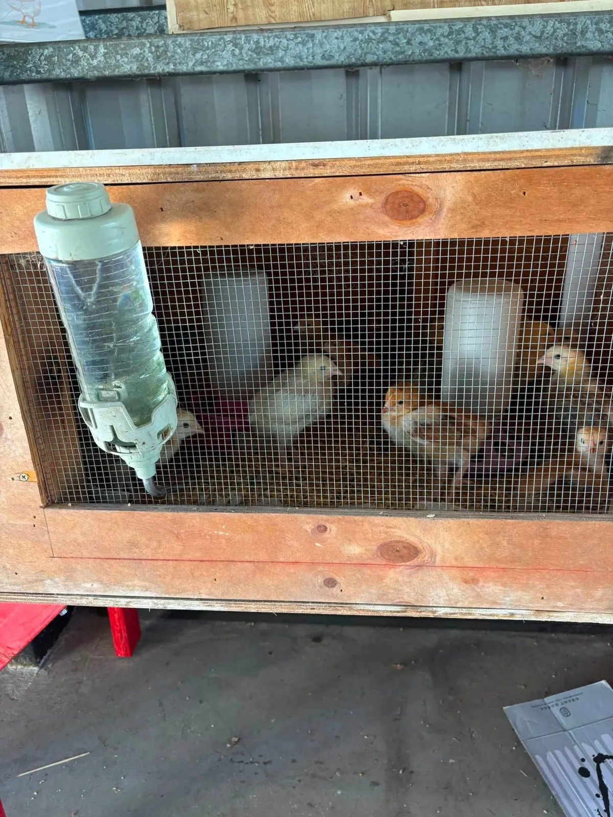 Baby chickens from The Crooked Chook available at Giru Feed & Farm Supplies