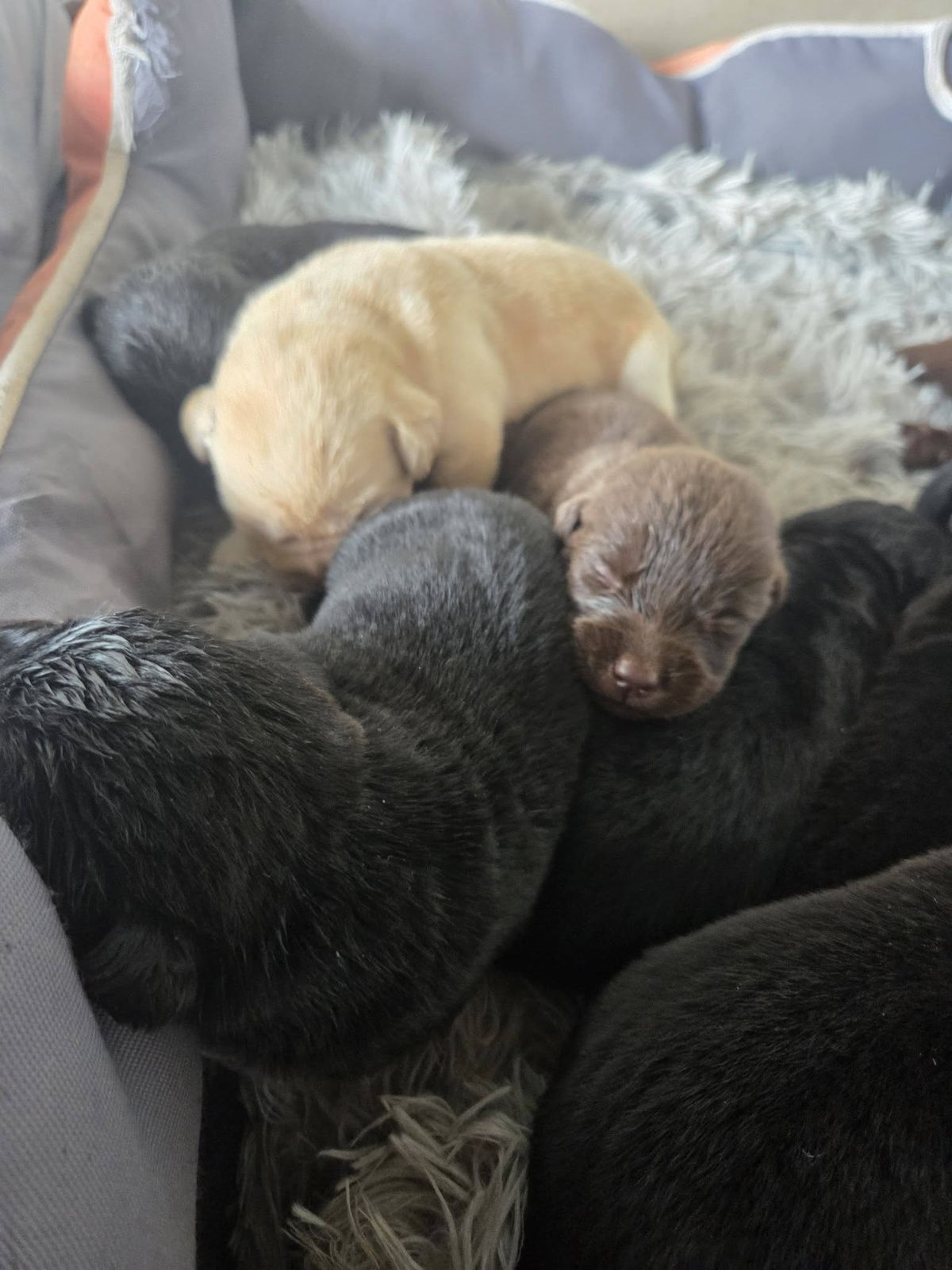 Labrador puppies cuddled up at Mel's Labradors Giru