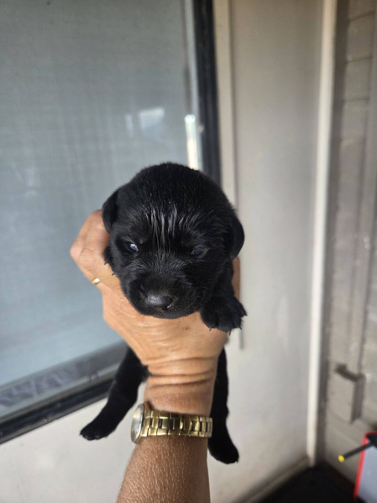 Black Labrador puppy at Mel's Labradors Giru