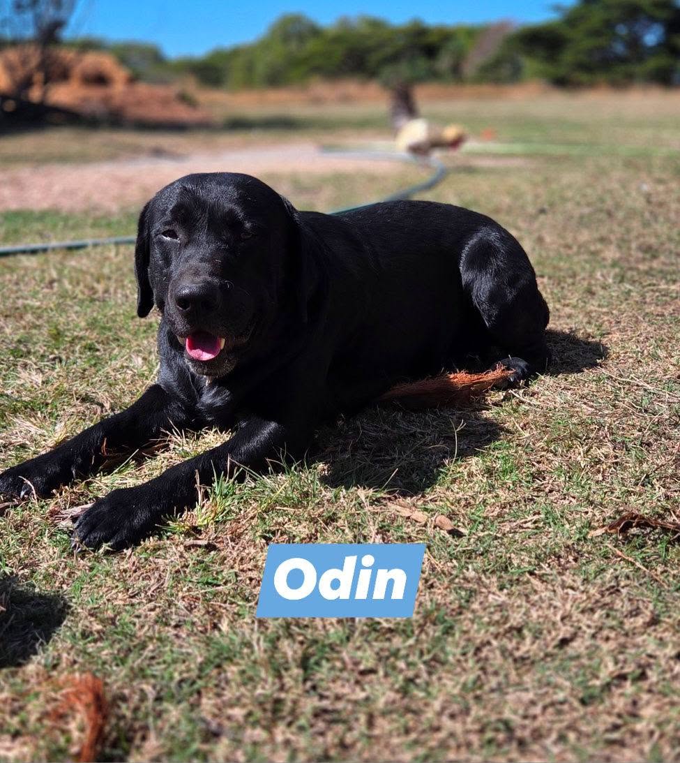 Odin, black Labrador dad at Mel's Labradors Giru