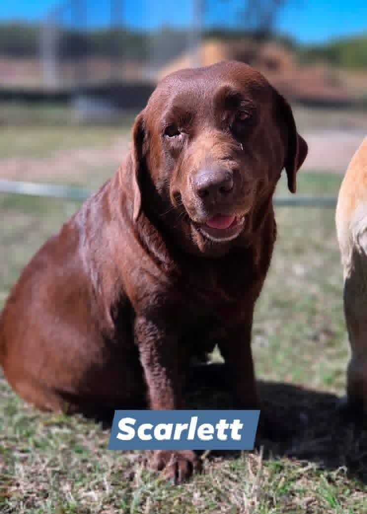 Scarlett, chocolate Labrador mum at Mel's Labradors Giru